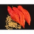 a-chilli-jolokia-red.jpg