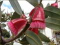 aa-eucalyptus-tetraptera.jpg
