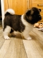 american-akita-pups-for-sale-5c0fbfe71a17e-copy.jpg