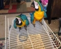 blue-and-gold-macaw-for-sale-in-merced-ca.jpg