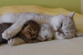 cuddling-couples-kitties-by-teensycreate2-d7094b8.jpg