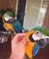 male-and-female-blue-and-gold-macaw-parrots-1.jpg