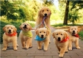 new-image-puppies-57033.jpg